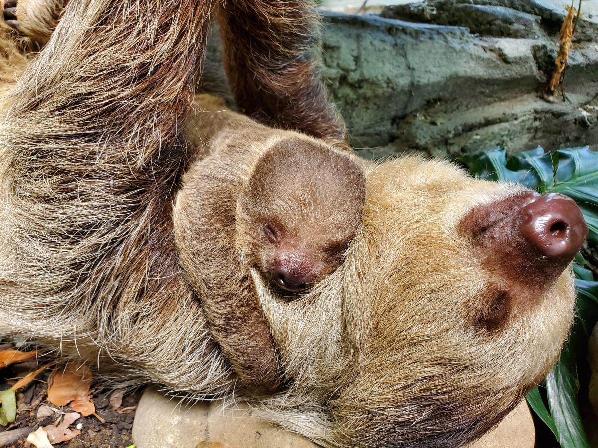 Sloth with Baby