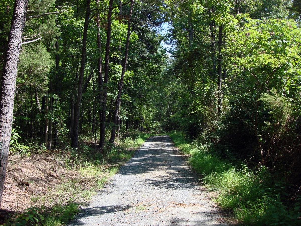 Pyrite Mine Road trail during spring at Prince William Forest Park