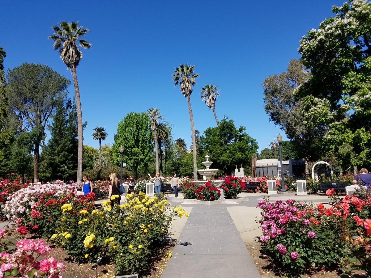 Capitol World Peace Rose Garden