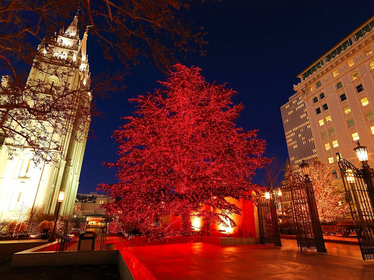 Cedar of Lebanon Tree at Temple Square