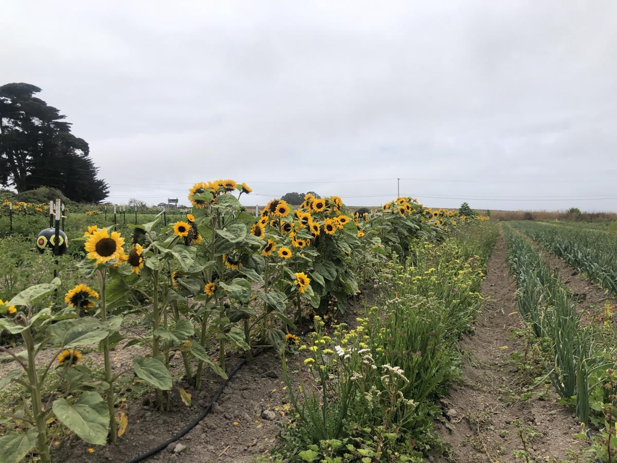 fields-at-brisa-de-ano-farm