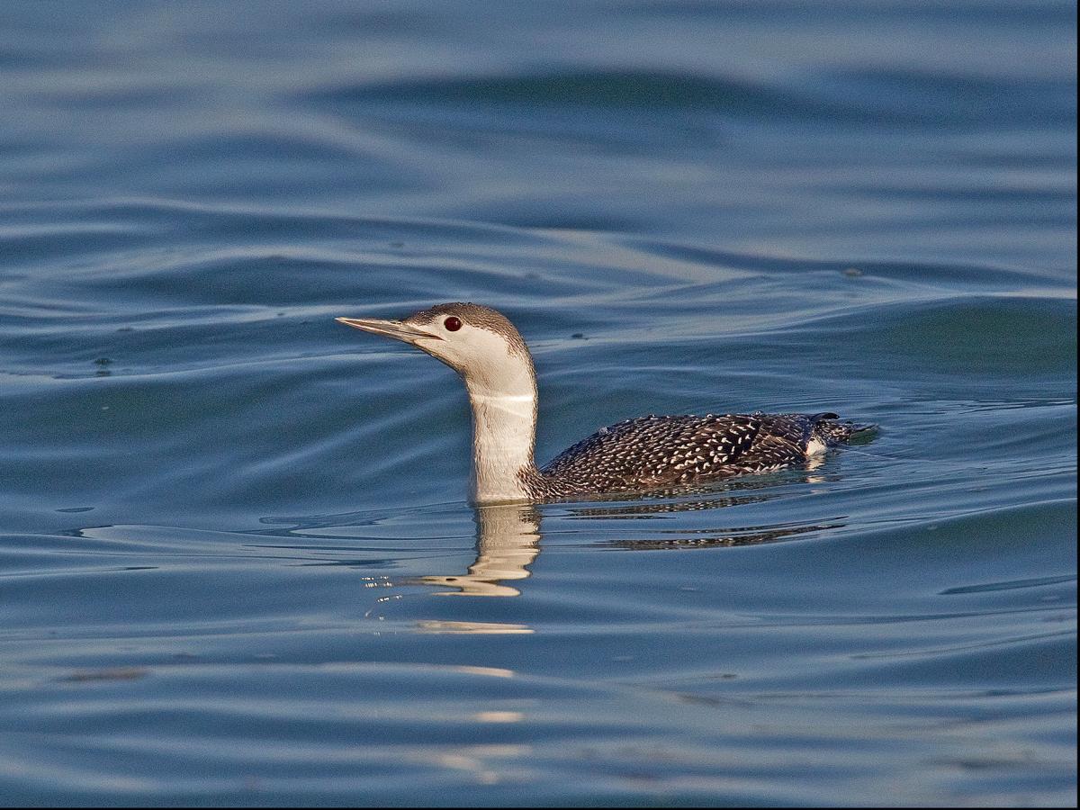 Red Throated Loon