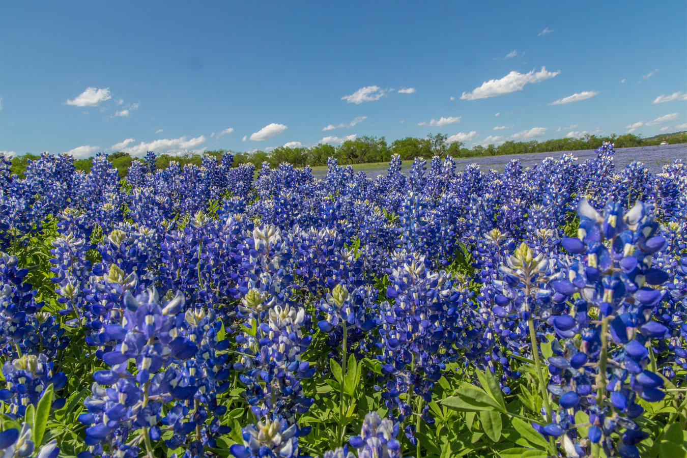 Field of Bluebonnets in Texas