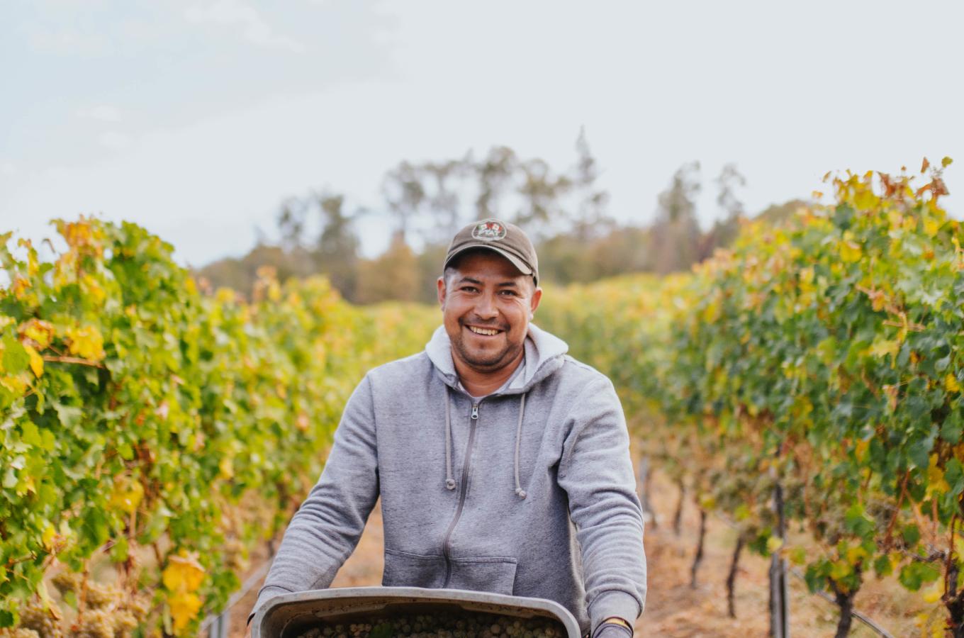 Harvest time at Intrigue Wines in Lake Country