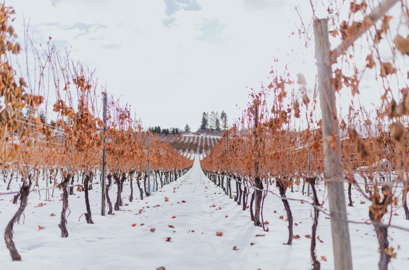 Winter vines at Intrigue Wines in Lake Country