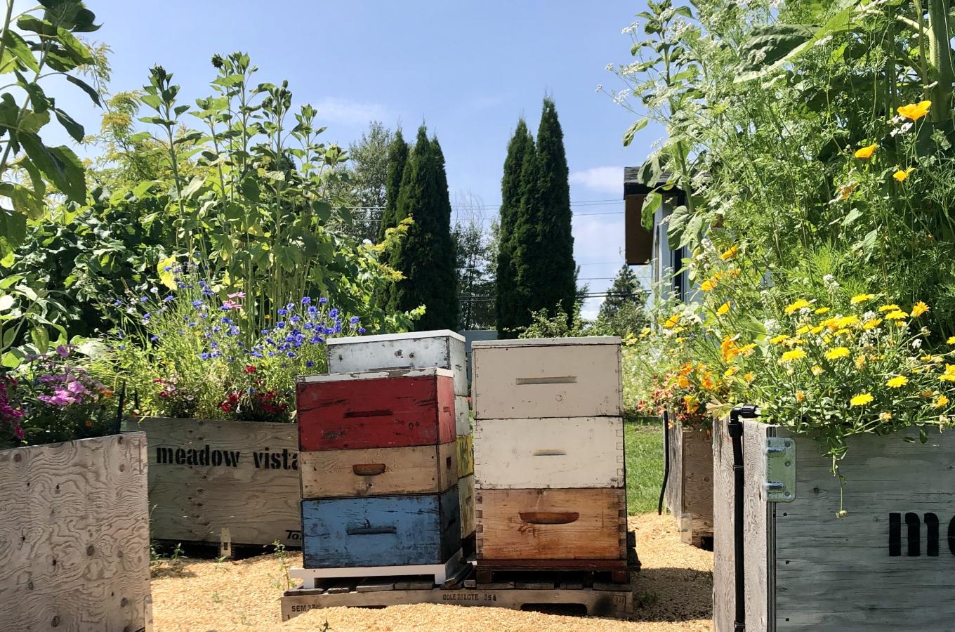 Meadow Vista Bees