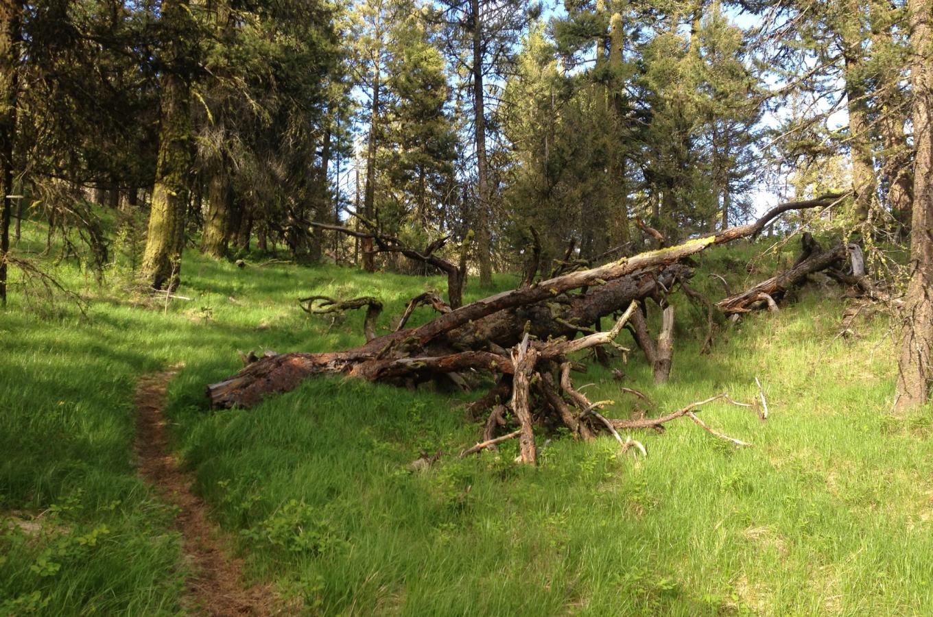 Cedar Mountain Park 2
