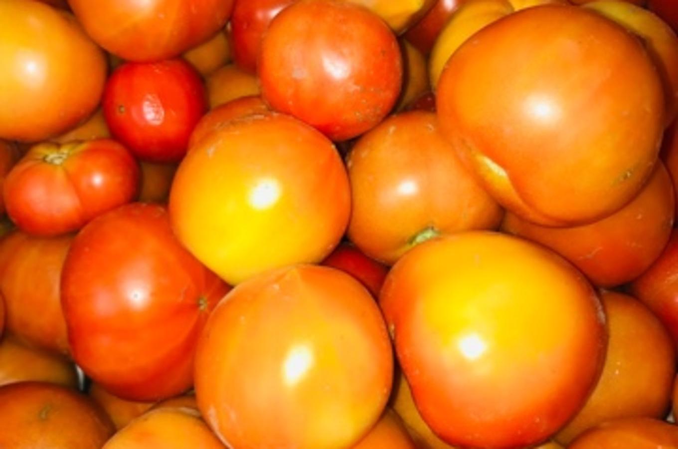 tomatoes