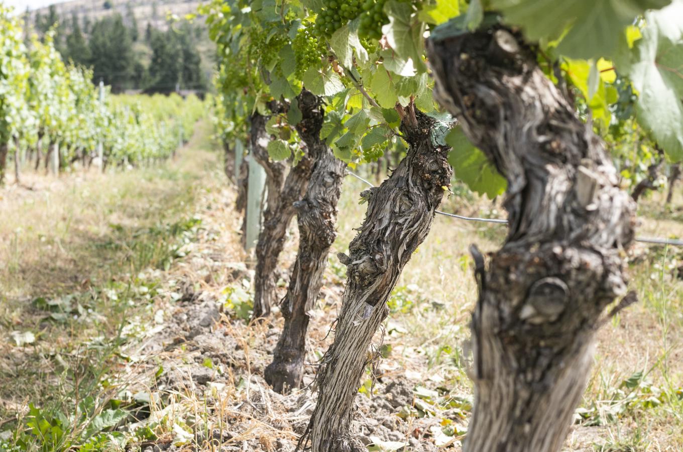 Old vines at CedarCreek Estate Winery
