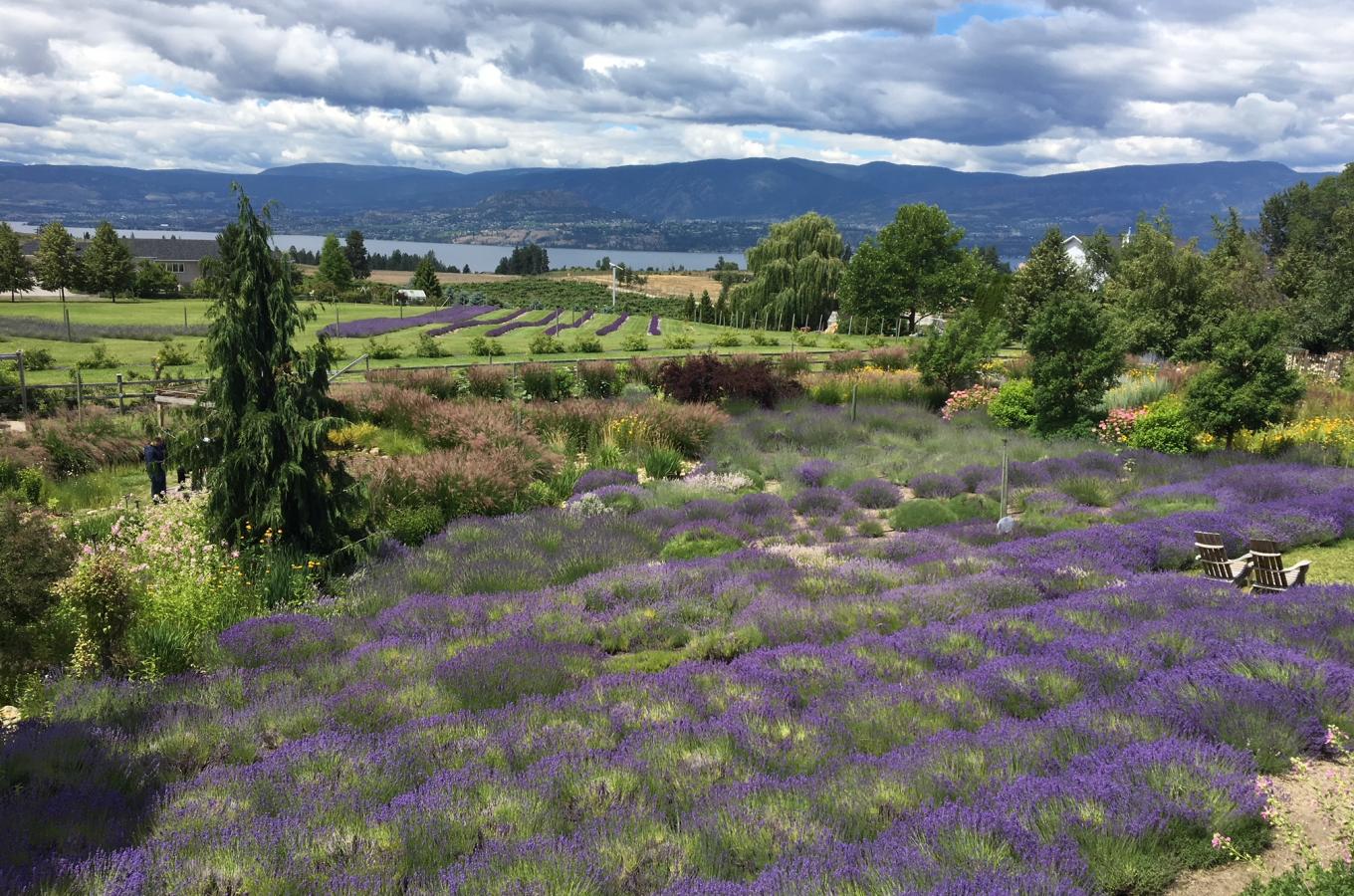 Okanagan Lavender Farm