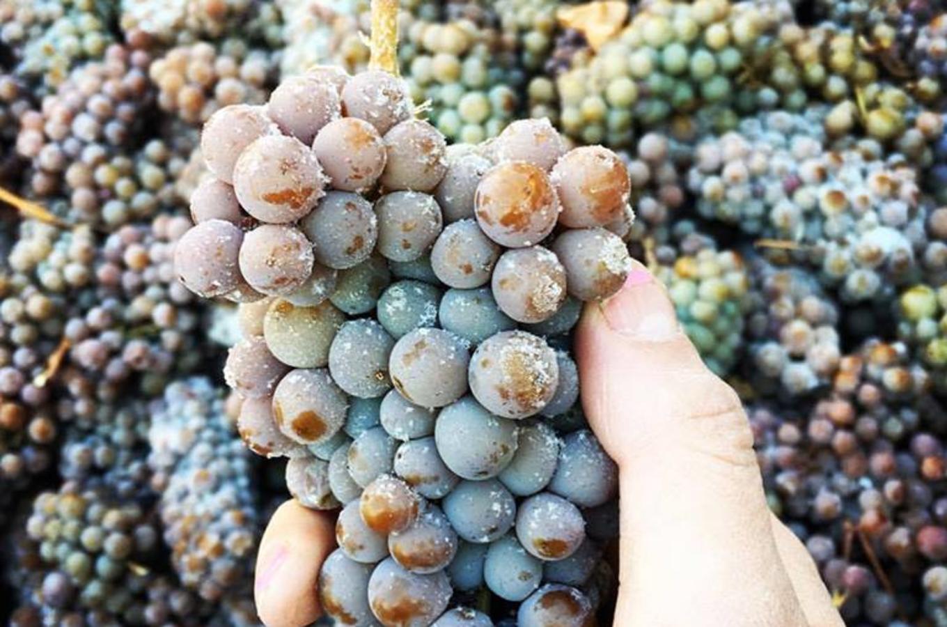 Ice Wine Grapes