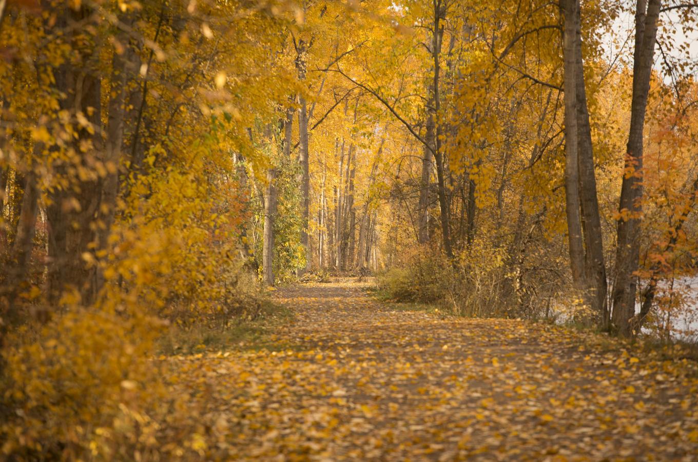 The Greenway in Fall