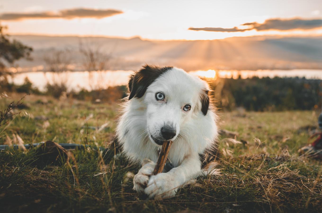 Rose Valley Regional Park  Dog chewing on stick