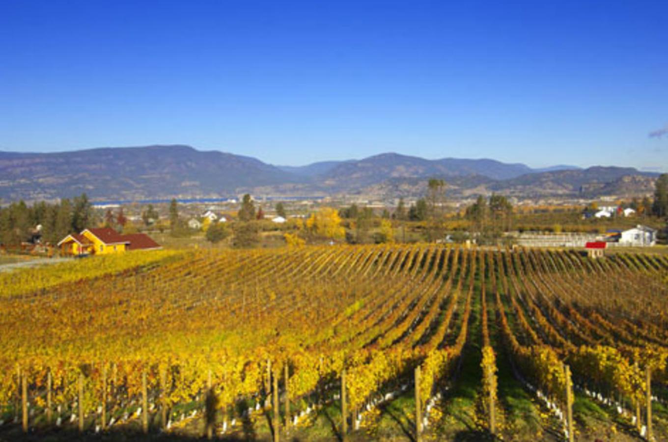 SpearHead Vineyard