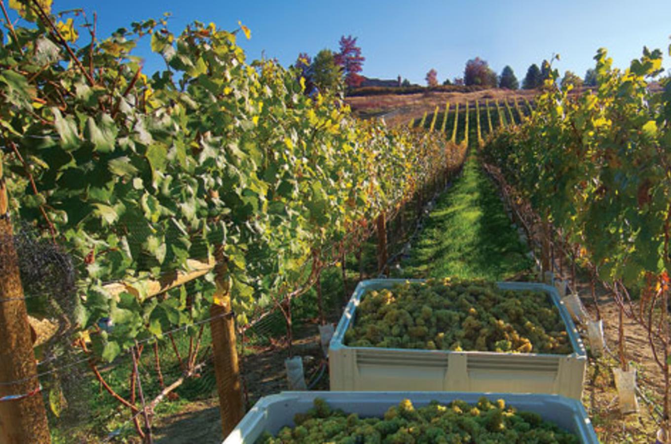 SpearHead Chardonnay Harvest