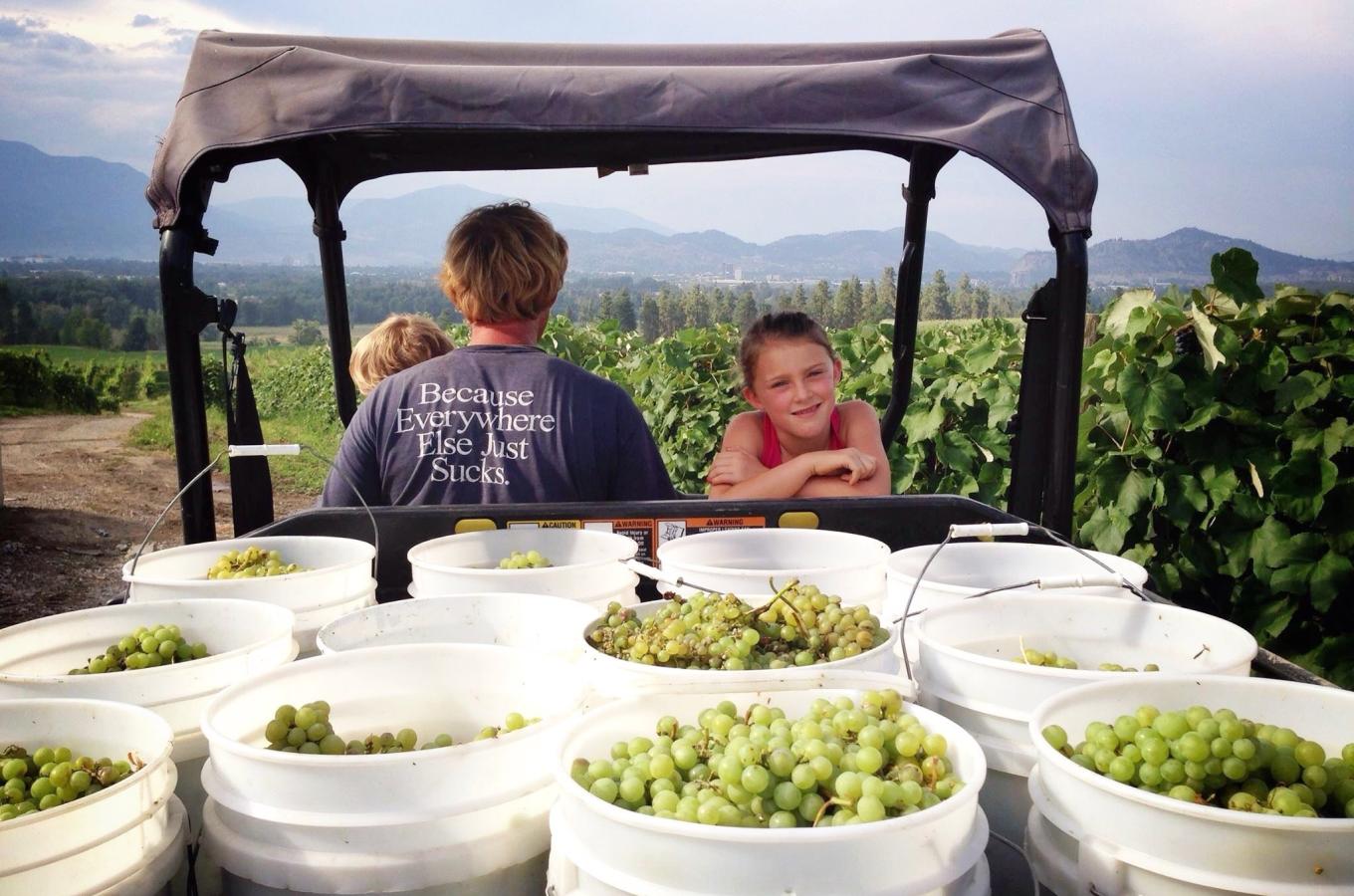 Grapes