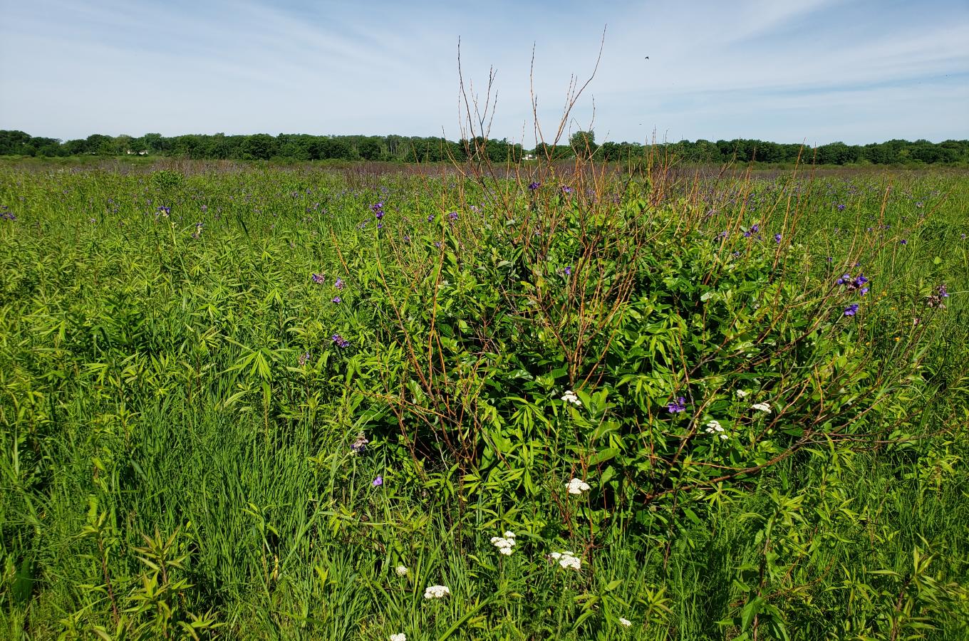 Chiwaukee Prairie