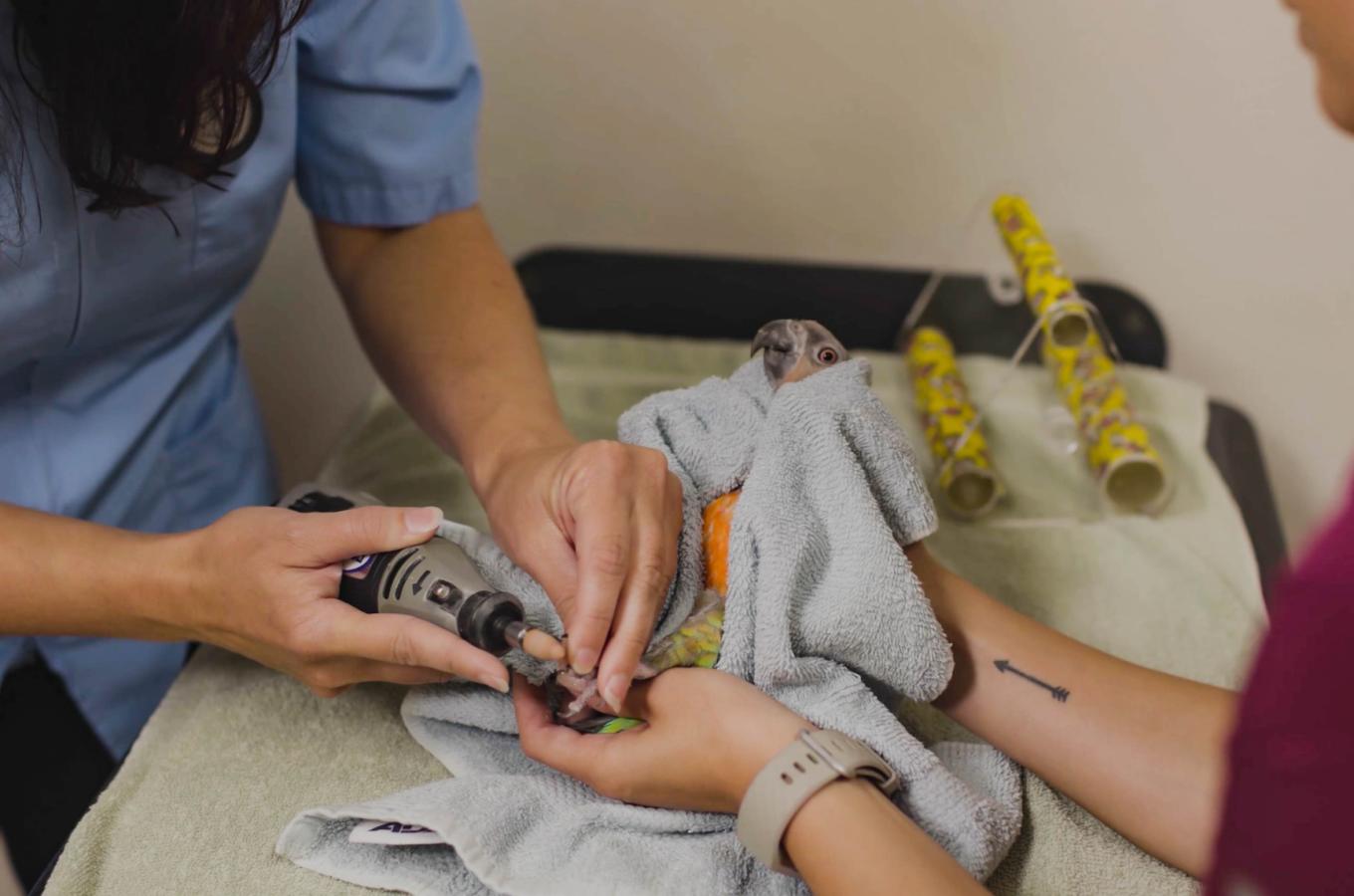 care animal hospital