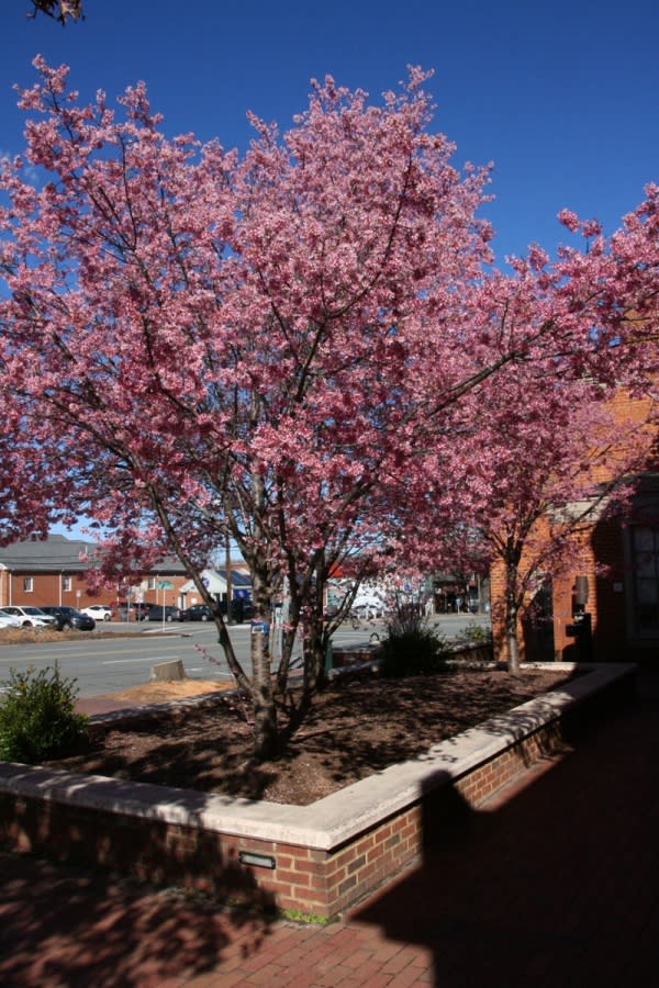 Cherry Trees on Franklin Street