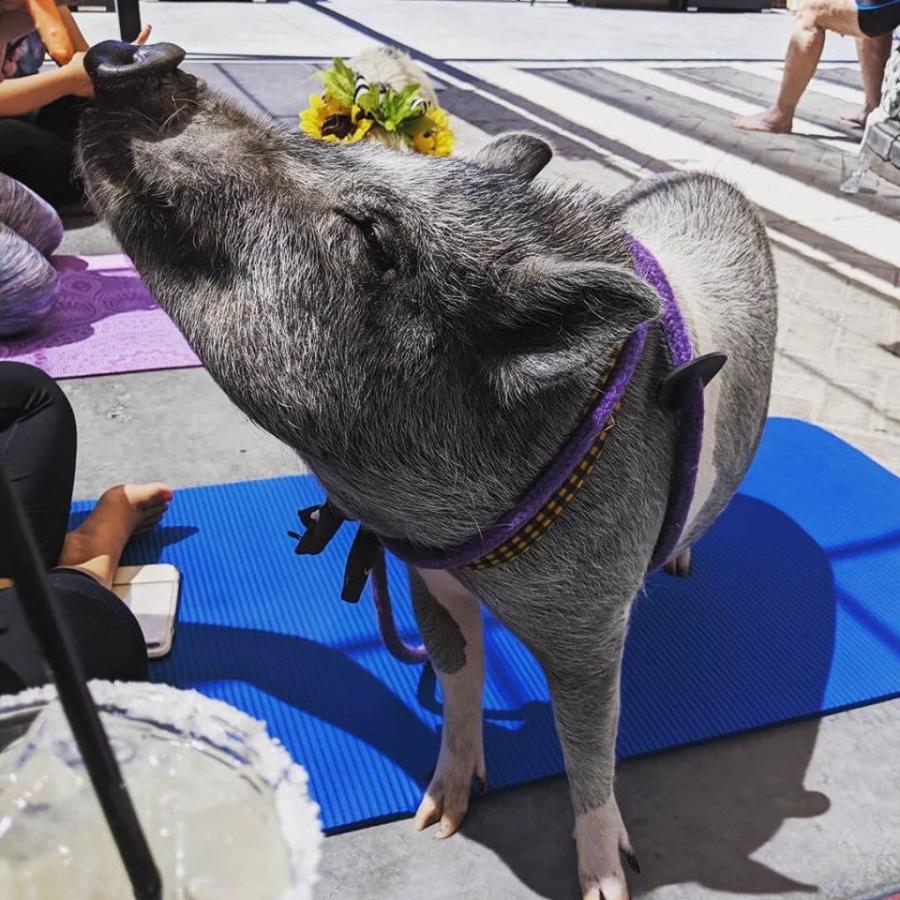 Pig Yoga