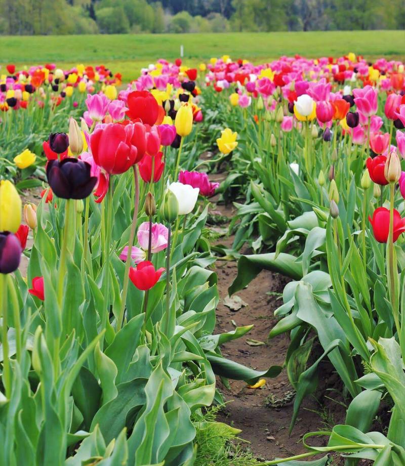 Tulips At The Woodland Tulip Festival In Vancouver, WA