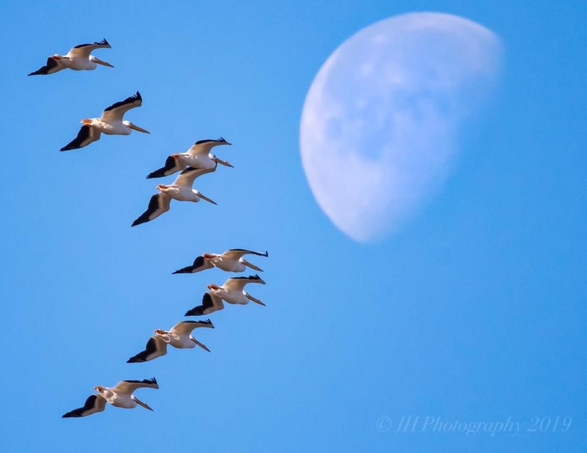 Sandhill Crane