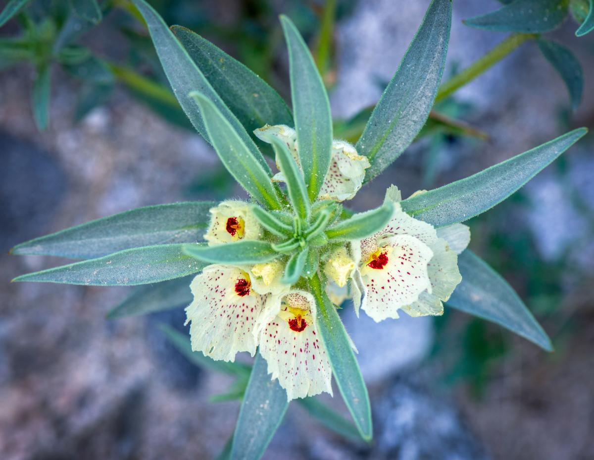 Rare Ghost Flower found at Metate Ranch.