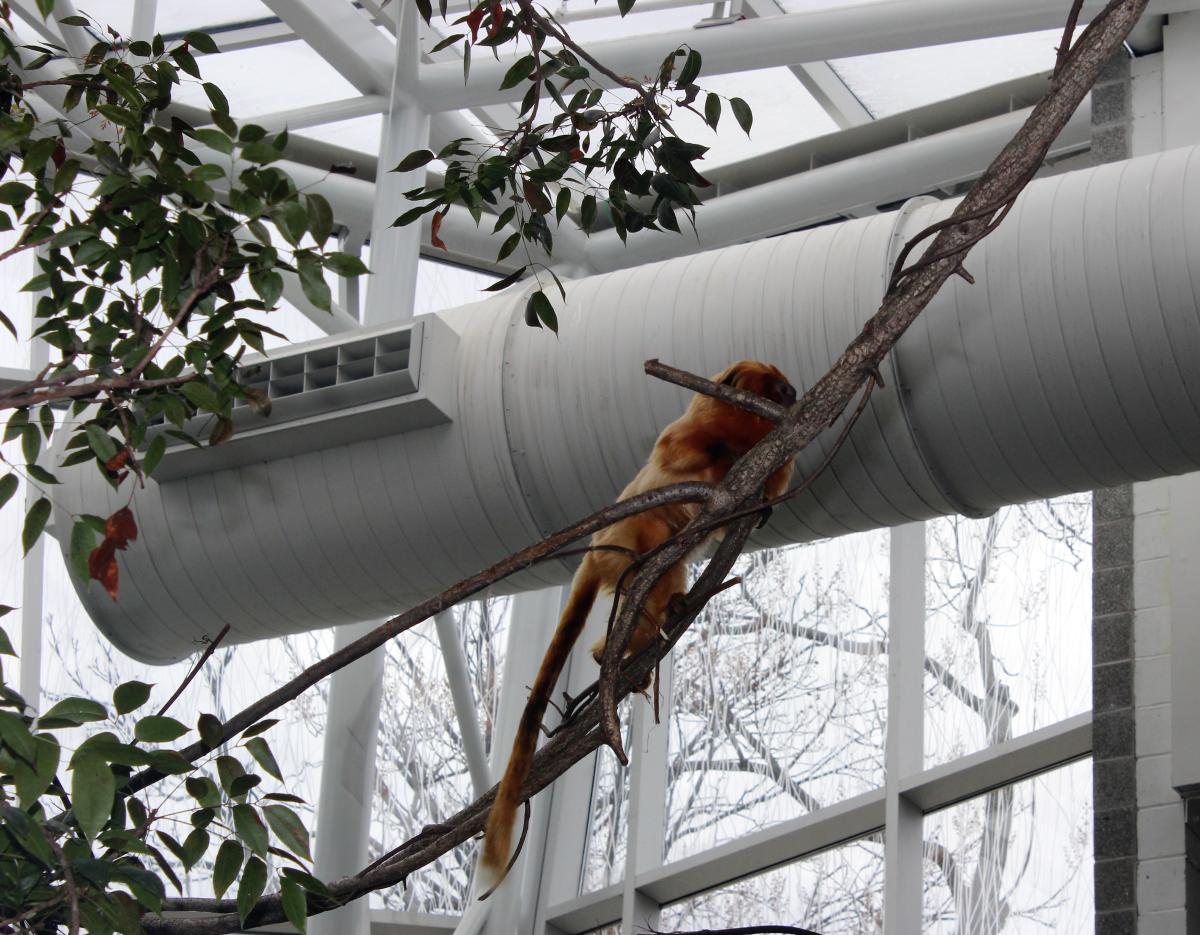 RWPZOO Rainforest Opening