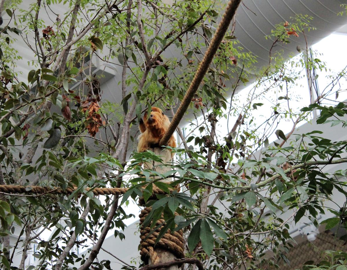 RWPZOO Rainforest Opening
