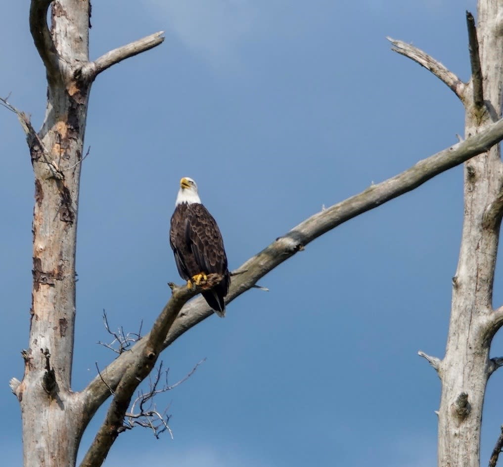 Bald Eagle sitting on bare tree branch at Rainbow Lake