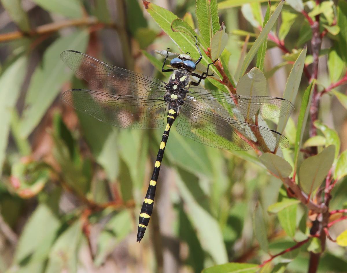 Pacific spiketail dragonfly