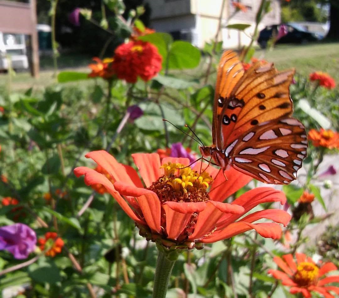 Knoxville Botanical Garden & Arboretum