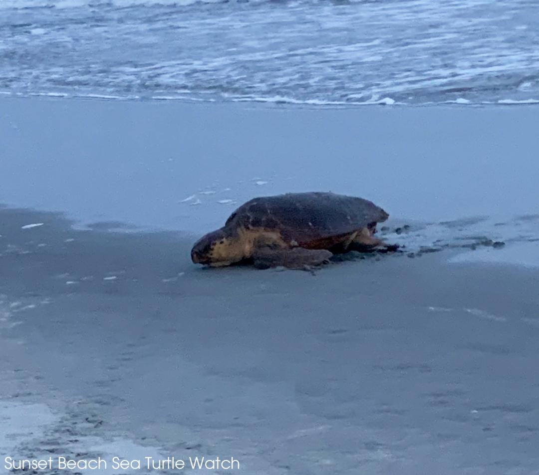 An adult Loggerhead Sea Turtle has come ashore to lay her eggs in the sands of Sunset Beach in North Carolina