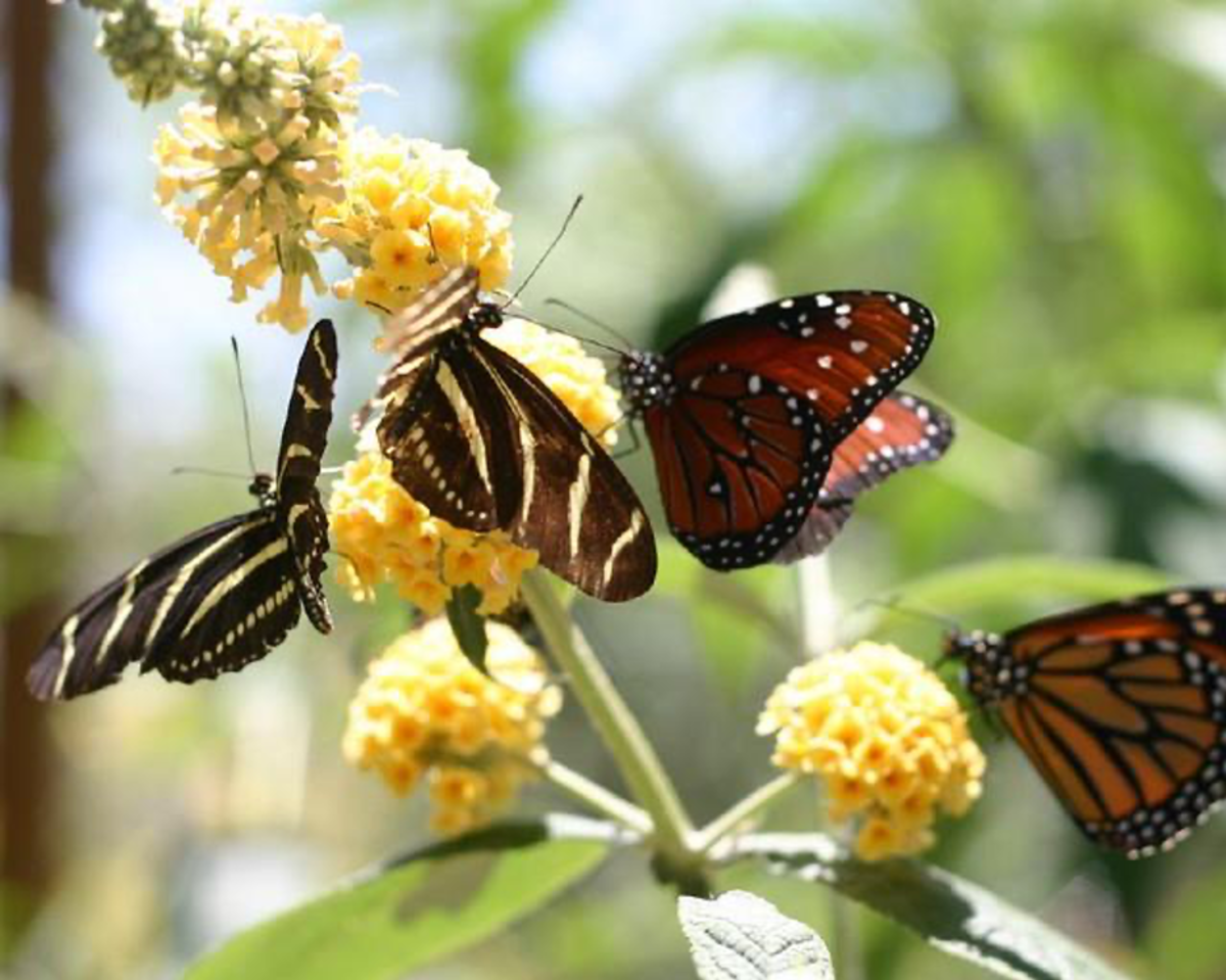 ABQ Butterflies 2