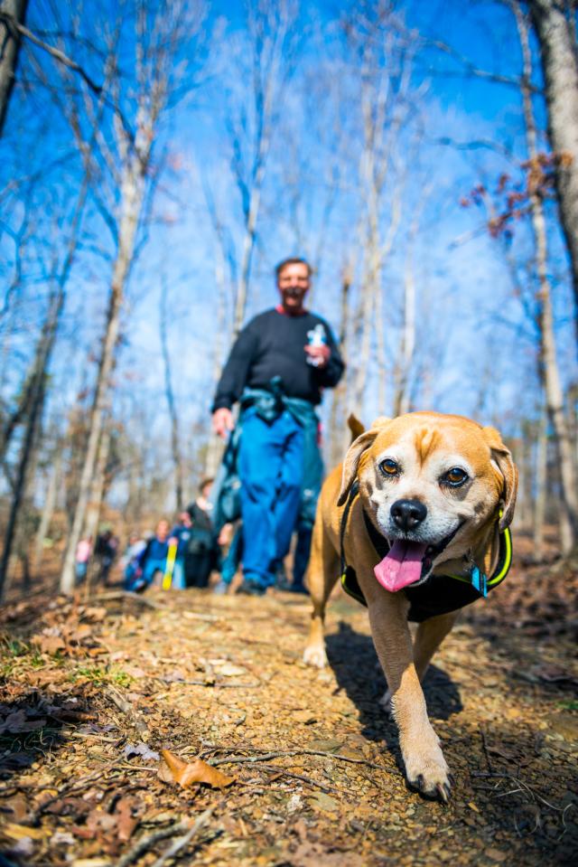 Dog Hiking - Grassy Hill - Franklin County VA