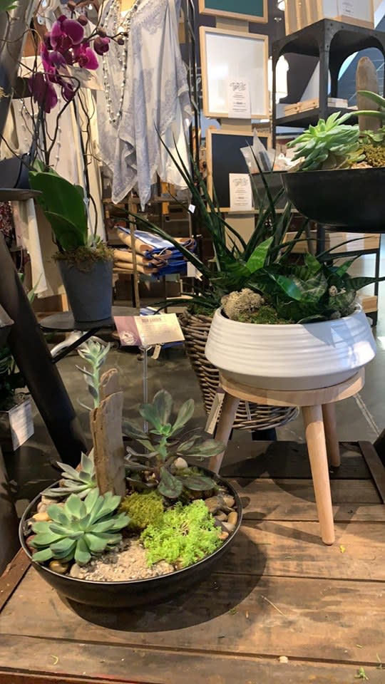 house of flowers plants