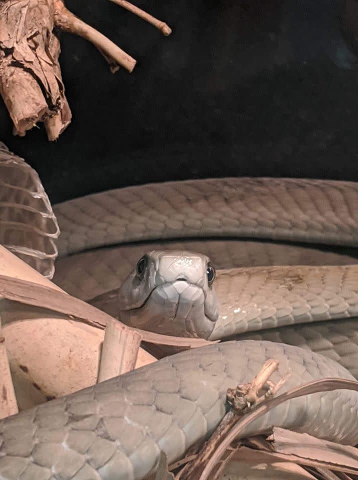 Snake at MToxins