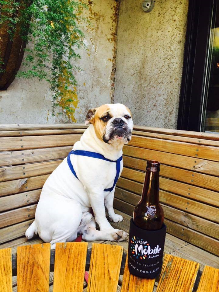 Dog at El Papi