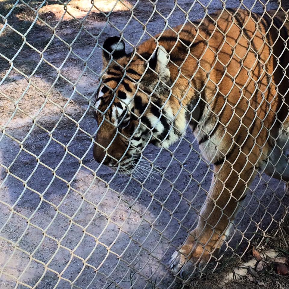 Tigers for Tomorrow