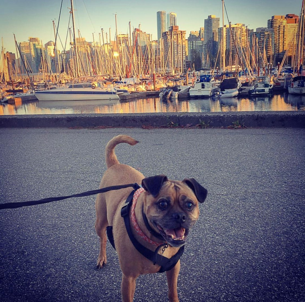 Joe Martin’s puppy enjoys a walk along the Stanley Park seawall.