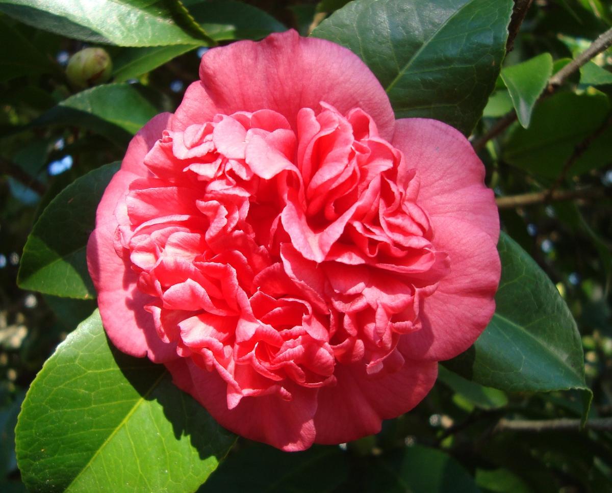 Camellias: Georgia's Winter Rose