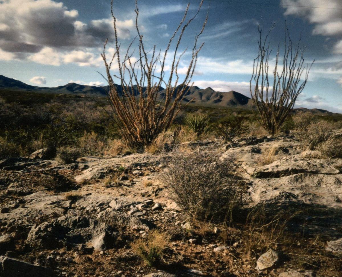 Orogrande Landscape, ocotillo and scrub with desert peaks