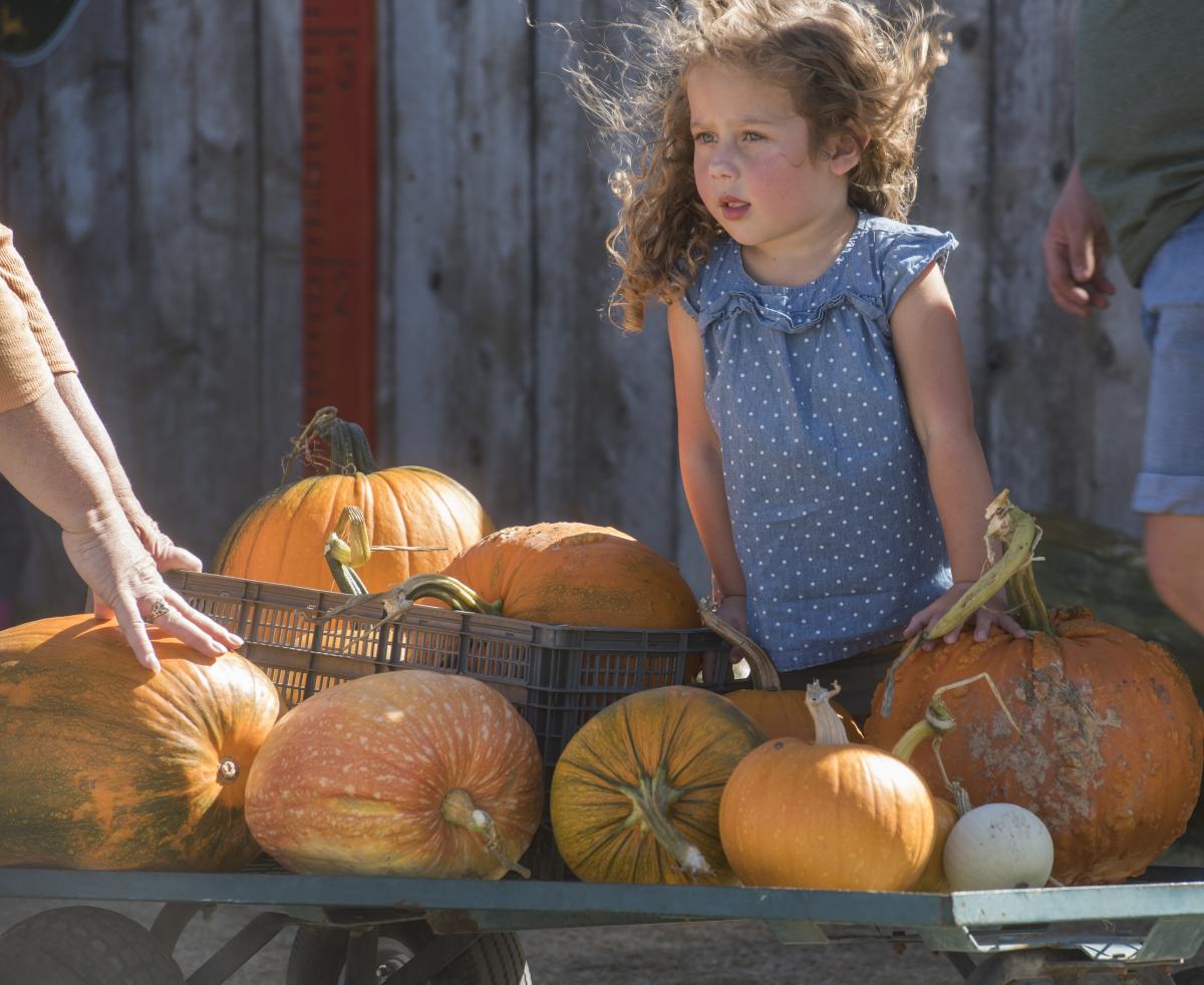 Little Girl At A Pumpkin Patch In Fort Collins, CO