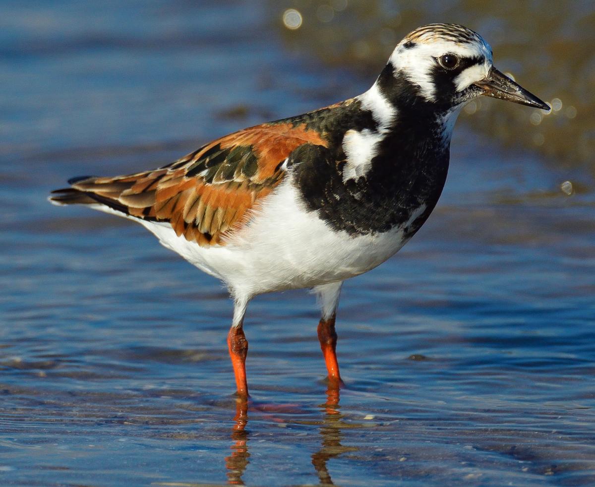 Birding - Port Arthur