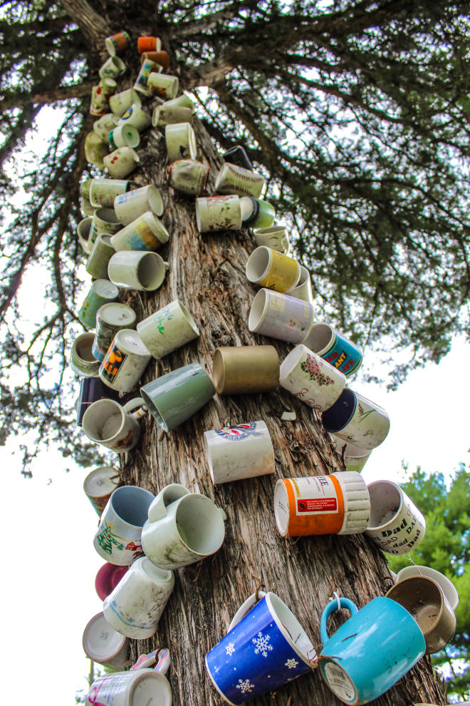 Coffee Cup Tree - Route 311 - Craig County, Virginia