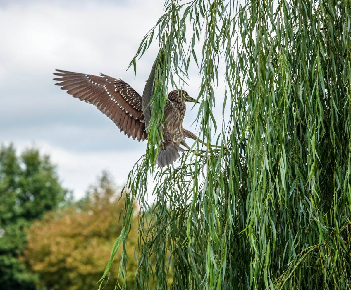 Heron fluttering wings on a tree branch at Culler Lake