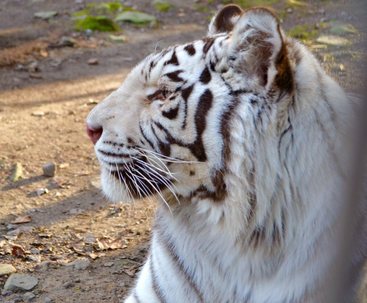 Claws ‘N’ Paws Wild Animal Park