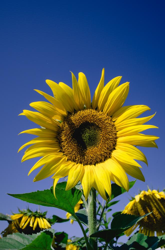 Beaver Dam Farm Sunflowers