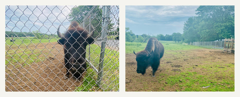 Bison in chain link pin at Menomonie Lions Club Game Park