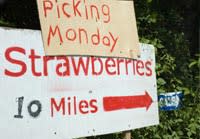 Strawberries from a U-Pick Farm